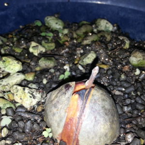 アボカドの種から芽が出た