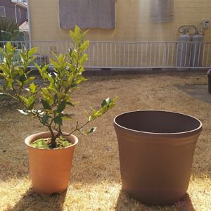 金柑栽培の見直し