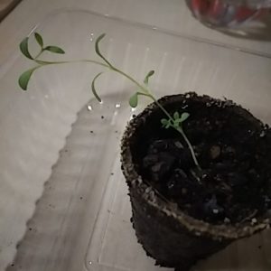 ヒョロヒョロラベンダー