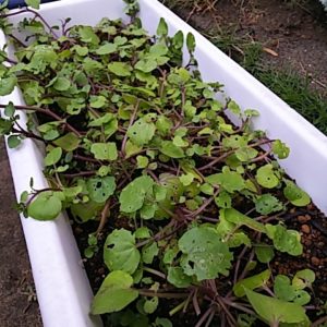 クレソンがカブラハバチの幼虫に食べられた