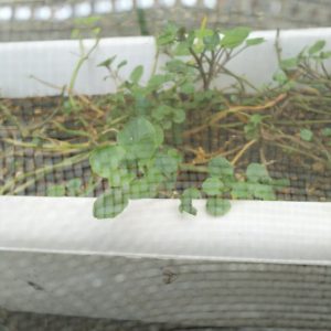 カブラハバチ被害を受けたクレソン