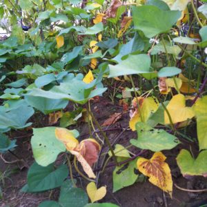 サツマイモの掘り時