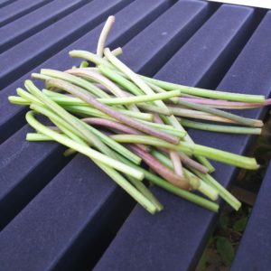 サツマイモのジク