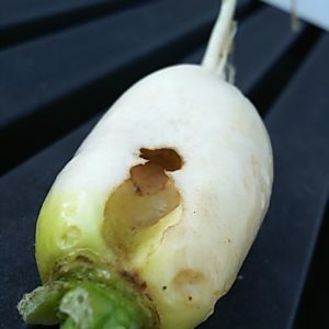 ネキリムシ被害１