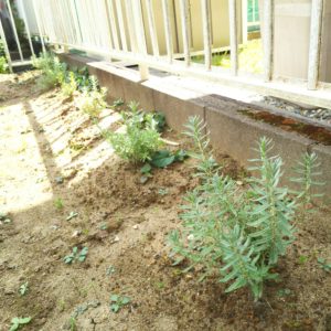 ラベンダー　日当たり