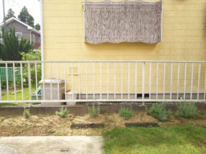 ラベンダー　直射日光