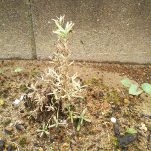 枯れたラベンダー