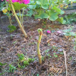 ゼラニウム挿し木