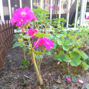 ゼラニウム挿し木_咲いた