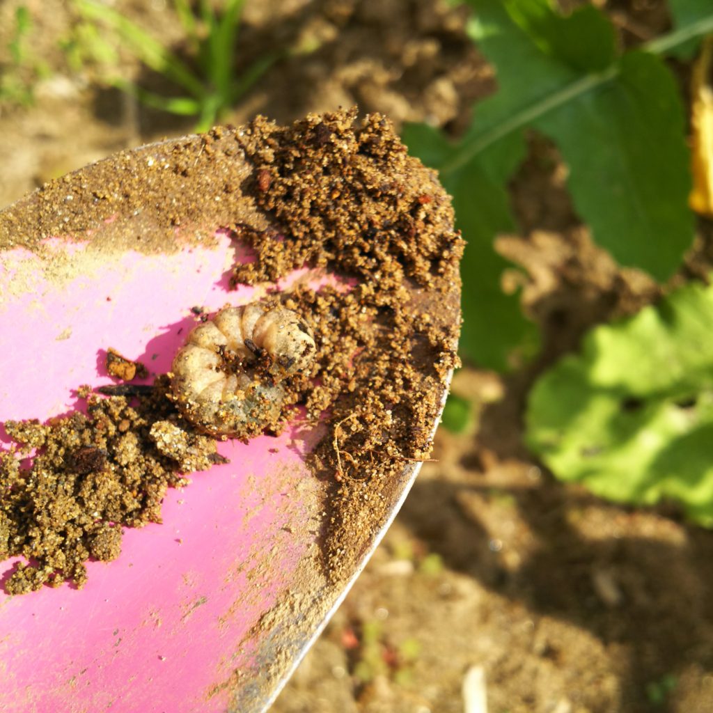 コガネムシの幼虫