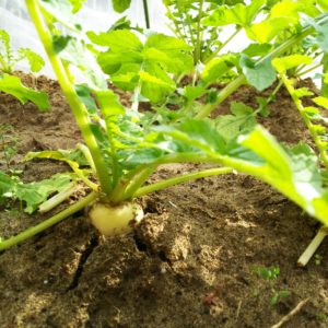 ダイコンが土から顔を出しているところ