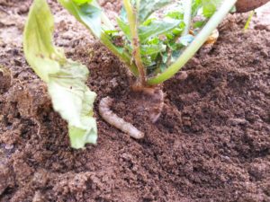 ネキリムシ_食事中