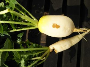 ネキリムシ被害２