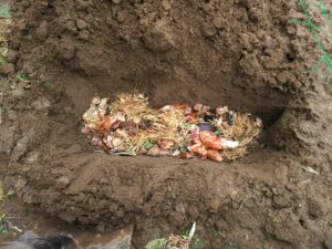 生ごみ堆肥を土へ