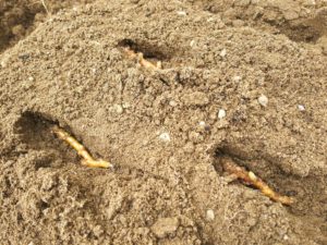 ミョウガの植えつけ