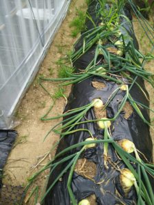 苗からの玉ねぎ