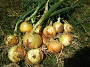 玉ねぎ