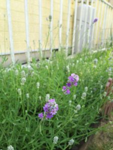 ラベンダーが咲いた