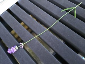 ラベンダーの収穫位置