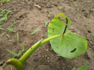 セスジスズメの幼虫