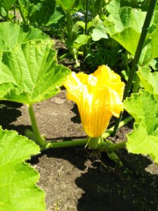かぼちゃの花