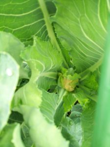 カリフラワーが見えてきた