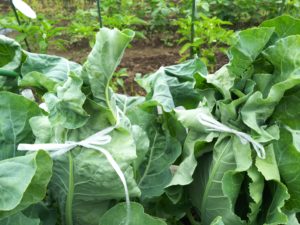 カリフラワーをひもで縛る