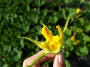 かぼちゃの人工授粉