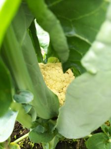 カリフラワーが大きくなってきた