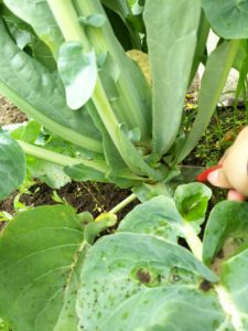 間もなく収穫のカリフラワー