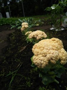 カリフラワー