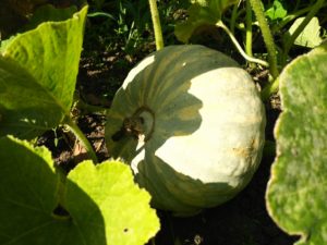 かぼちゃ収穫間近