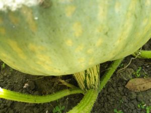 かぼちゃの収穫風景