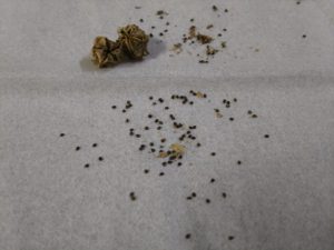 アイスプラントの種