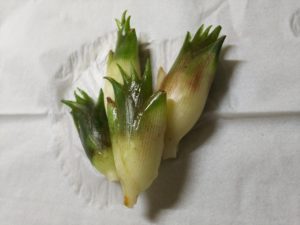 収穫したミョウガ