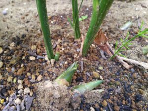 ミョウガ収穫前