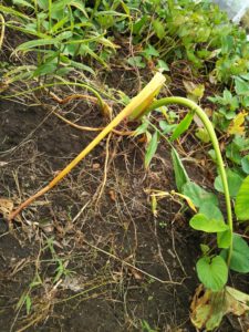 収穫時の里いもの葉