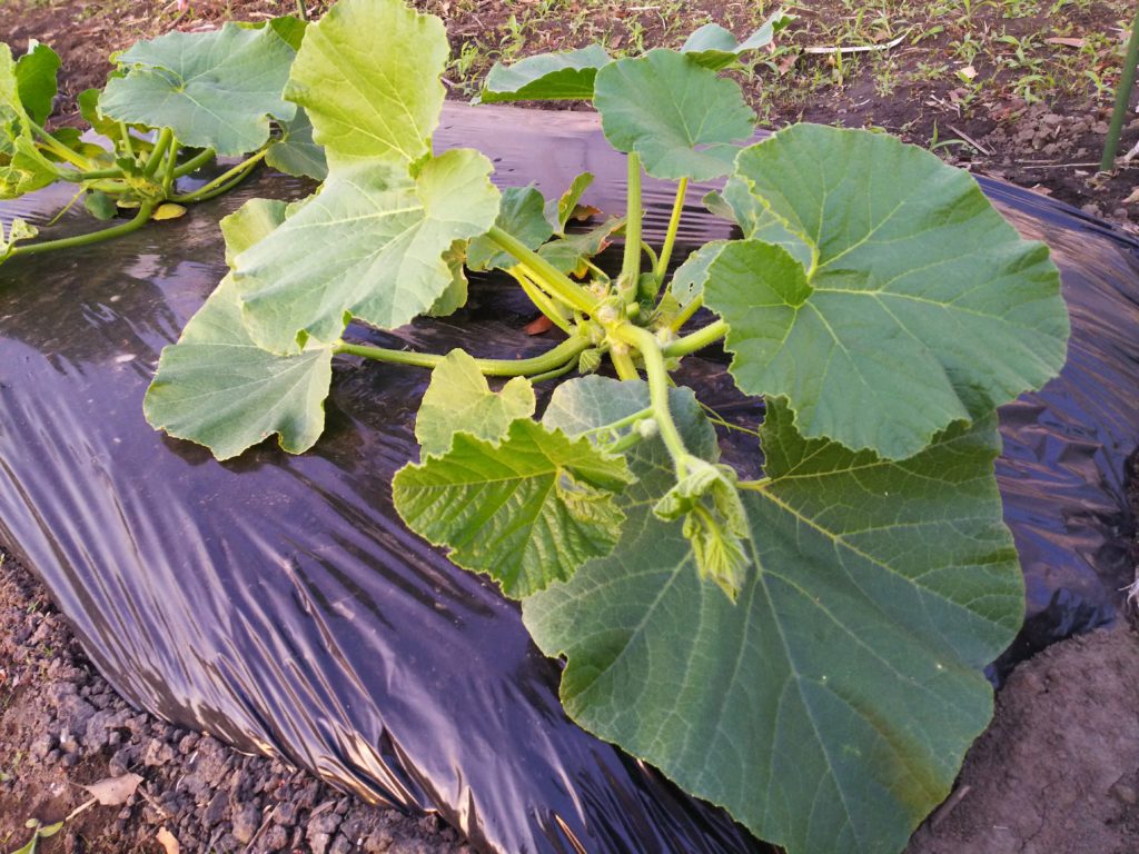 定植から2～3週間